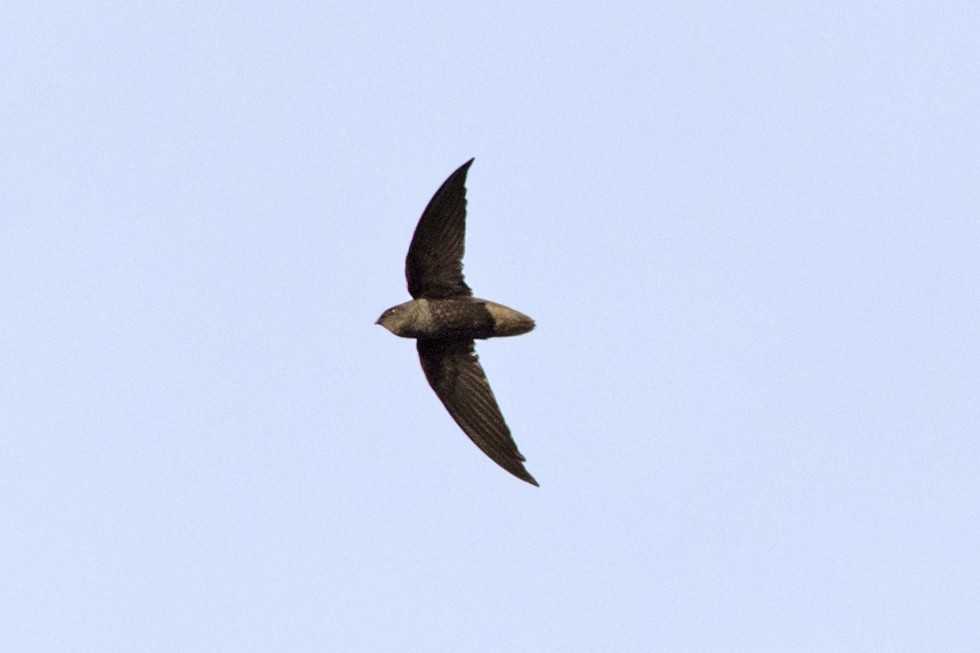 Short-tailed Swift - ML52244641