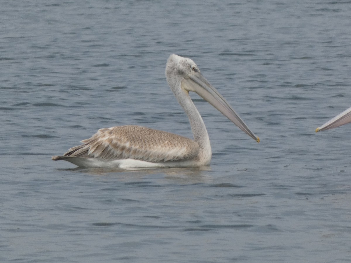 Pink-backed Pelican - ML522452651