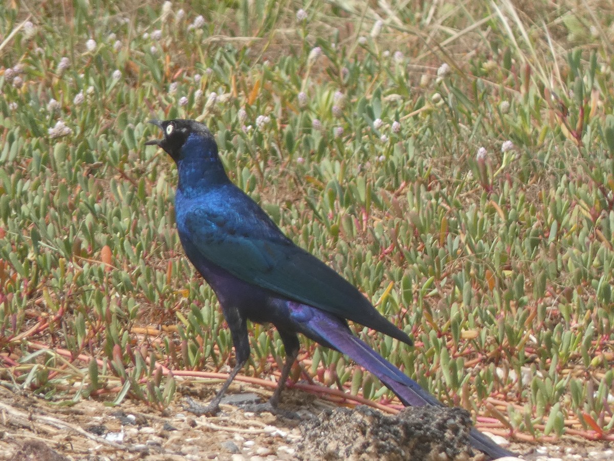 Long-tailed Glossy Starling - ML522455051