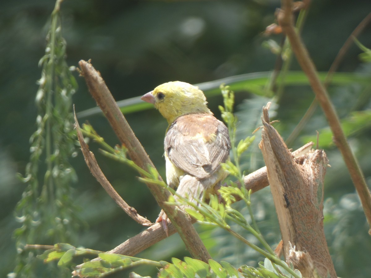 Sudan Golden Sparrow - ML522456331