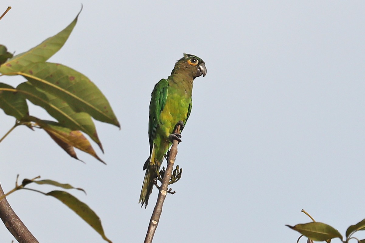 Brown-throated Parakeet - ML52245731