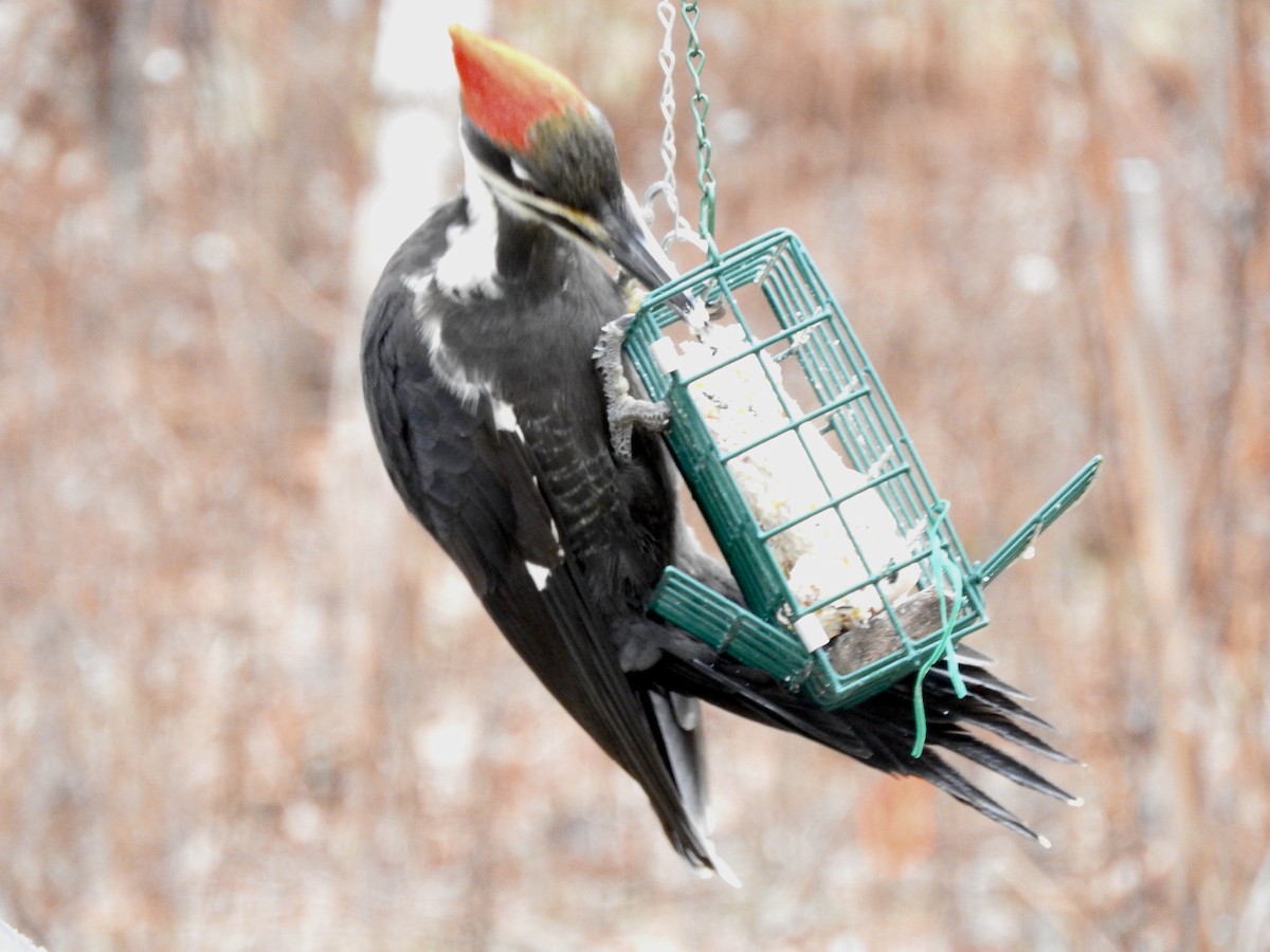Pileated Woodpecker - ML522457851