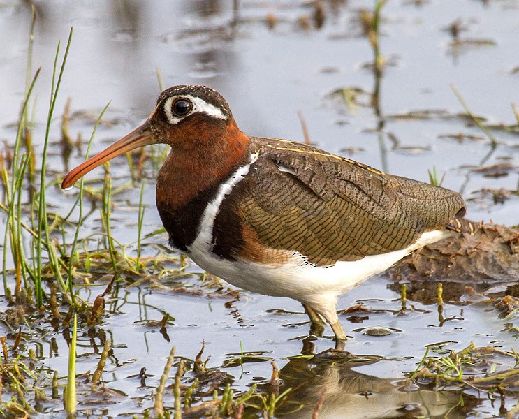 Greater Painted-Snipe - ML52246031
