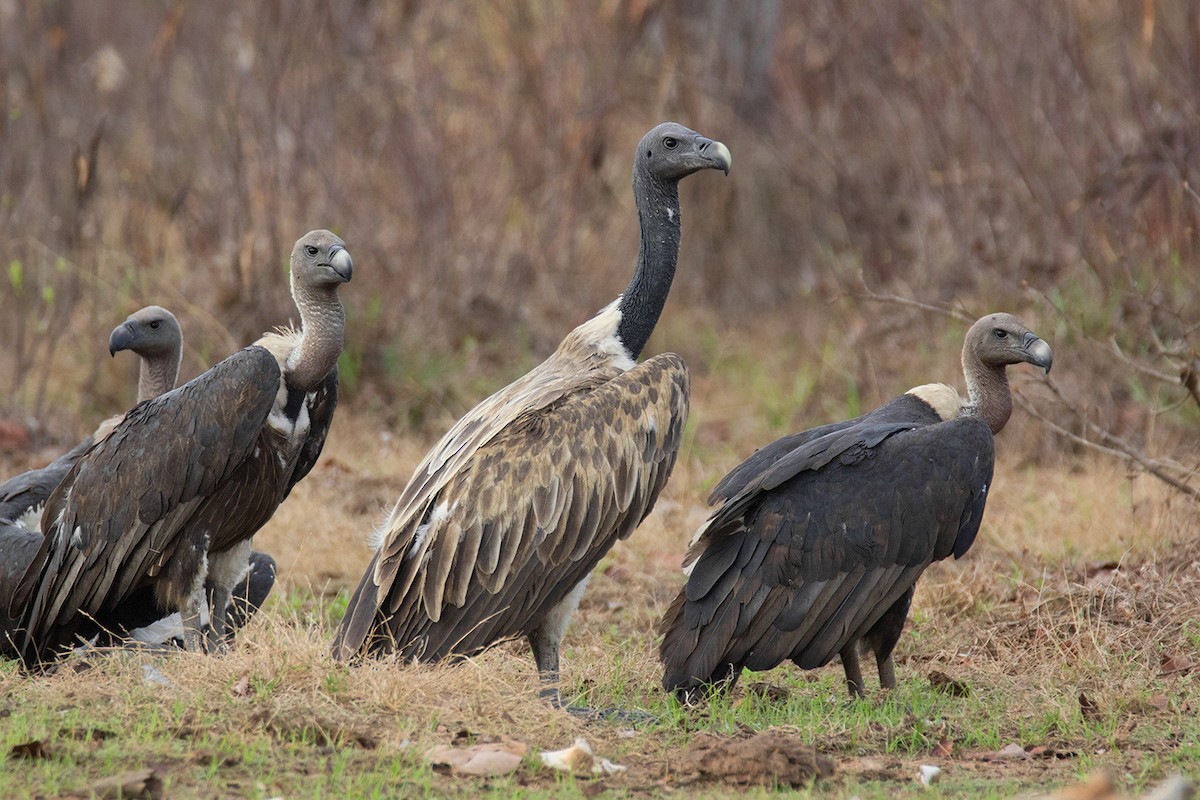 Slender-billed Vulture - Ayuwat Jearwattanakanok