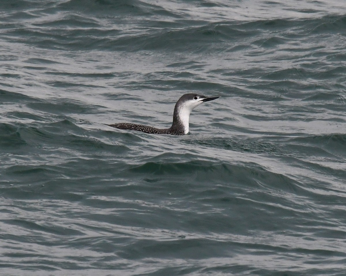 Red-throated Loon - ML52246191