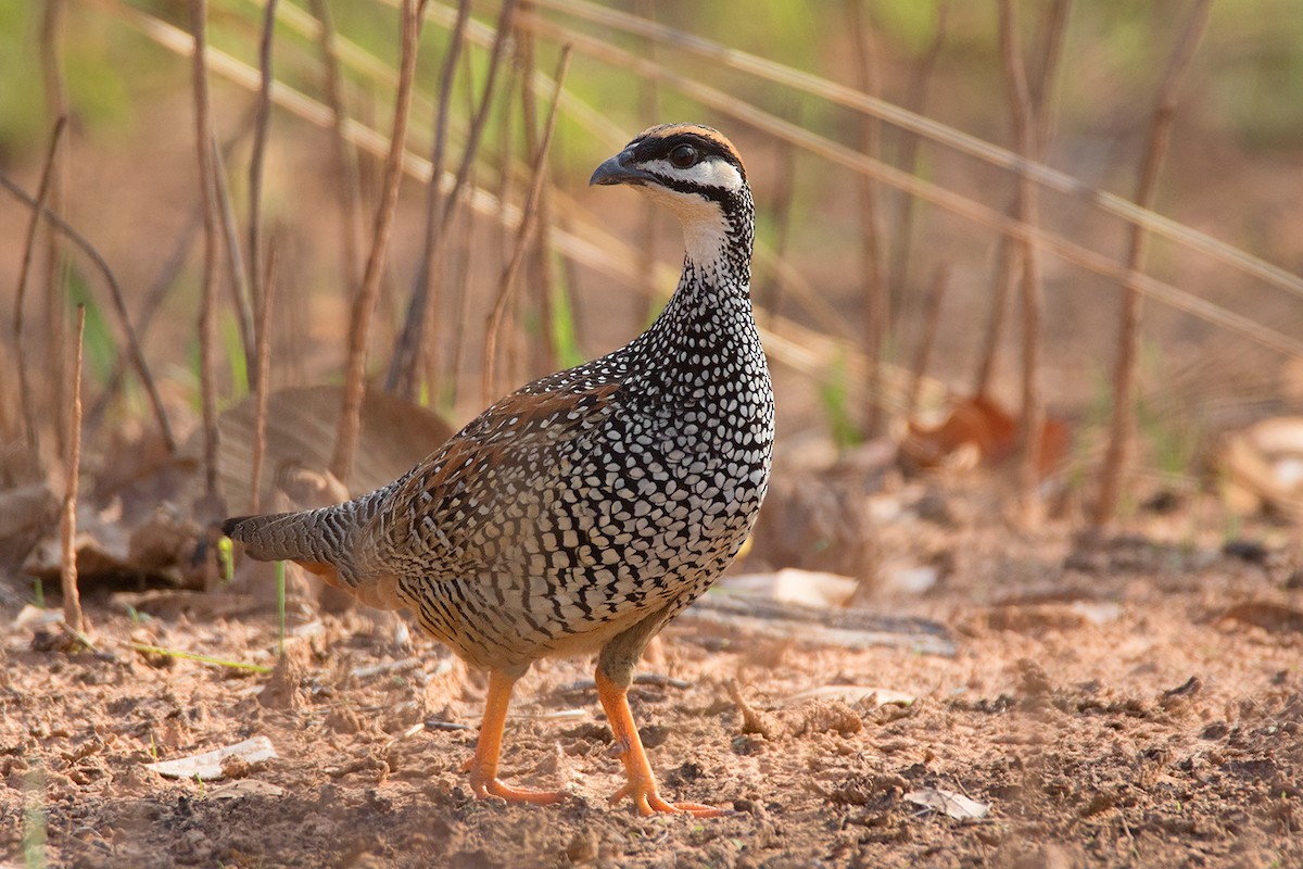 Chinese Francolin - ML52246251