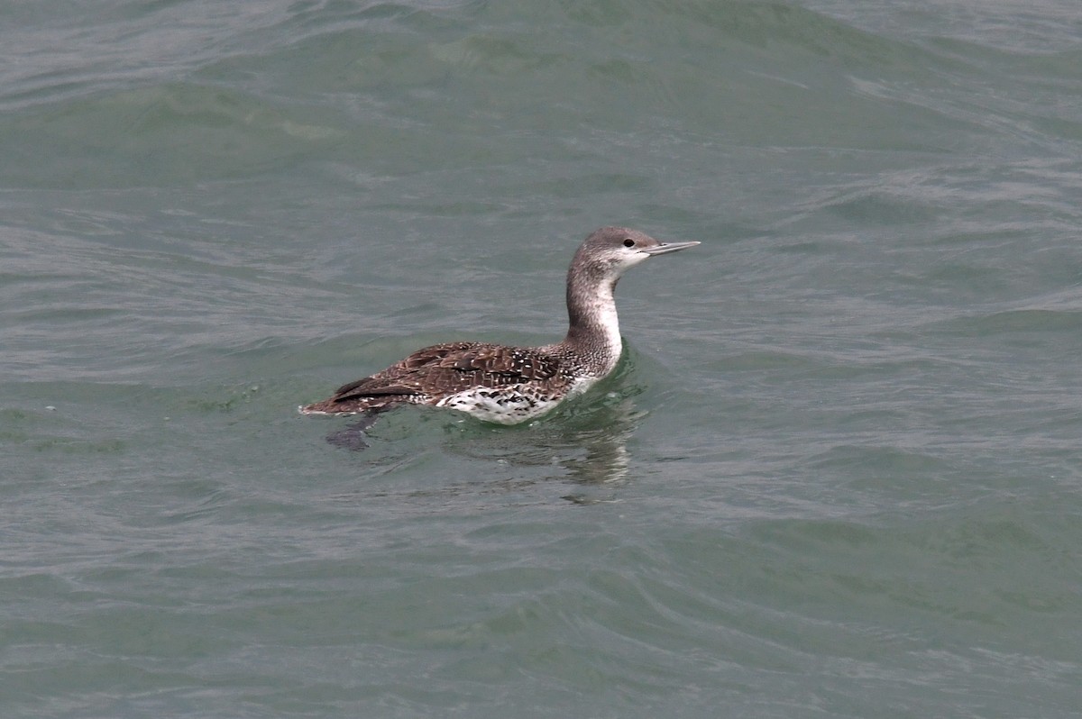 Red-throated Loon - ML52246281