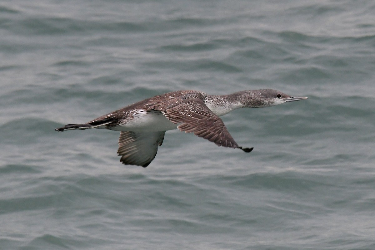 Red-throated Loon - ML52246291