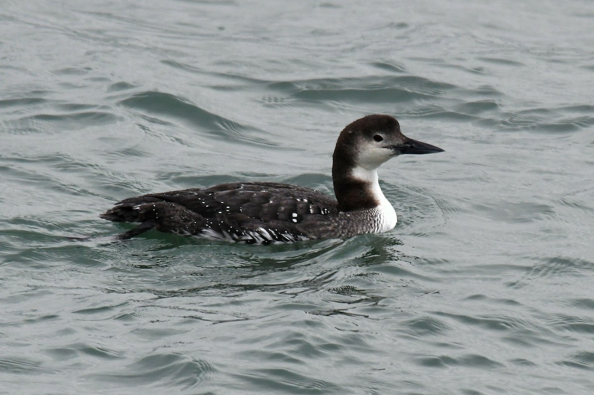Common Loon - Jesse Anderson
