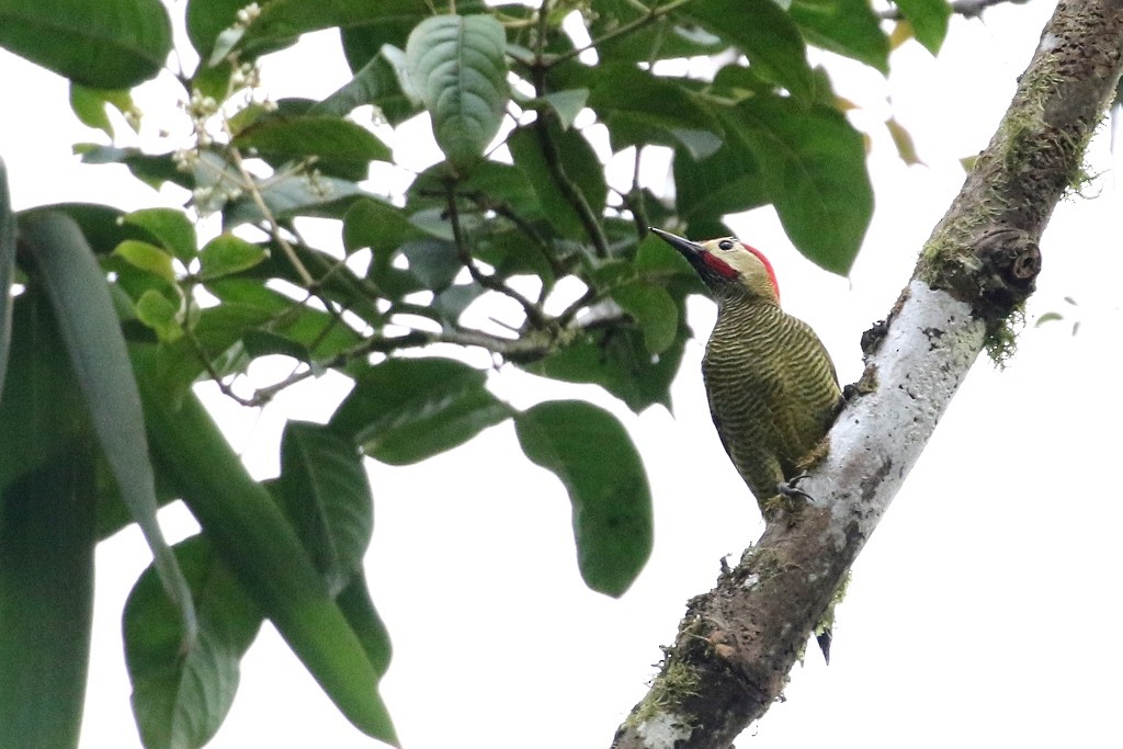 Golden-olive Woodpecker - ML52246401