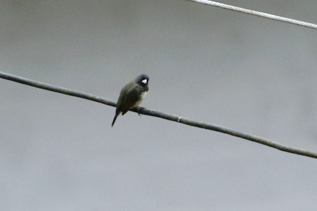 Yellow-bellied Seedeater - ML52246491