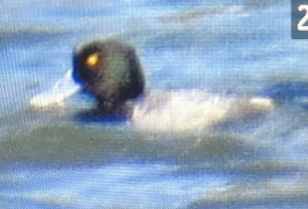 Greater Scaup - ML522467961