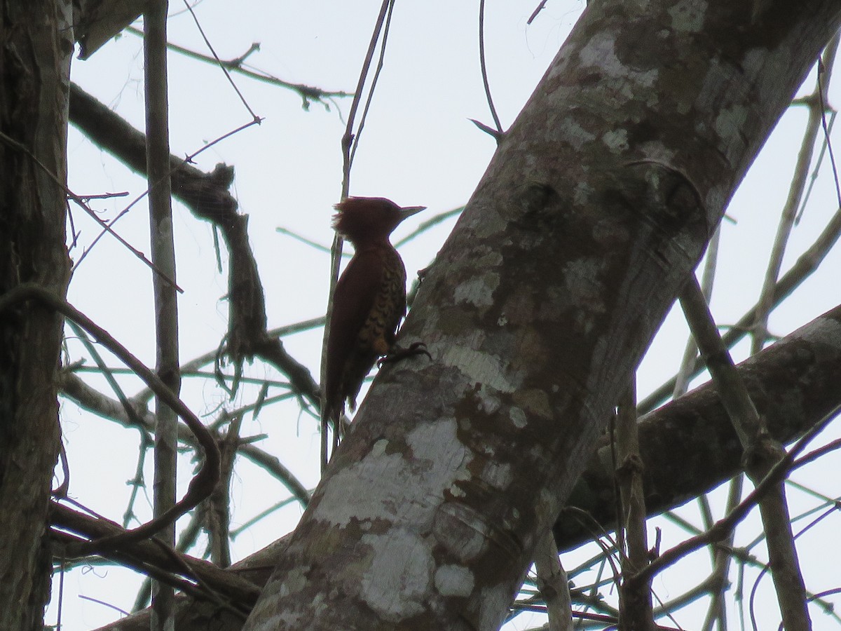 Cinnamon Woodpecker - ML52247271