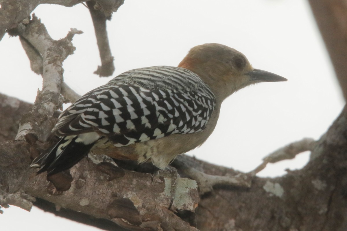 Red-crowned Woodpecker - ML522473531