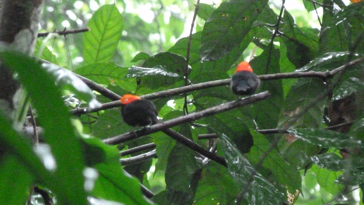 Red-capped Manakin - ML52247381