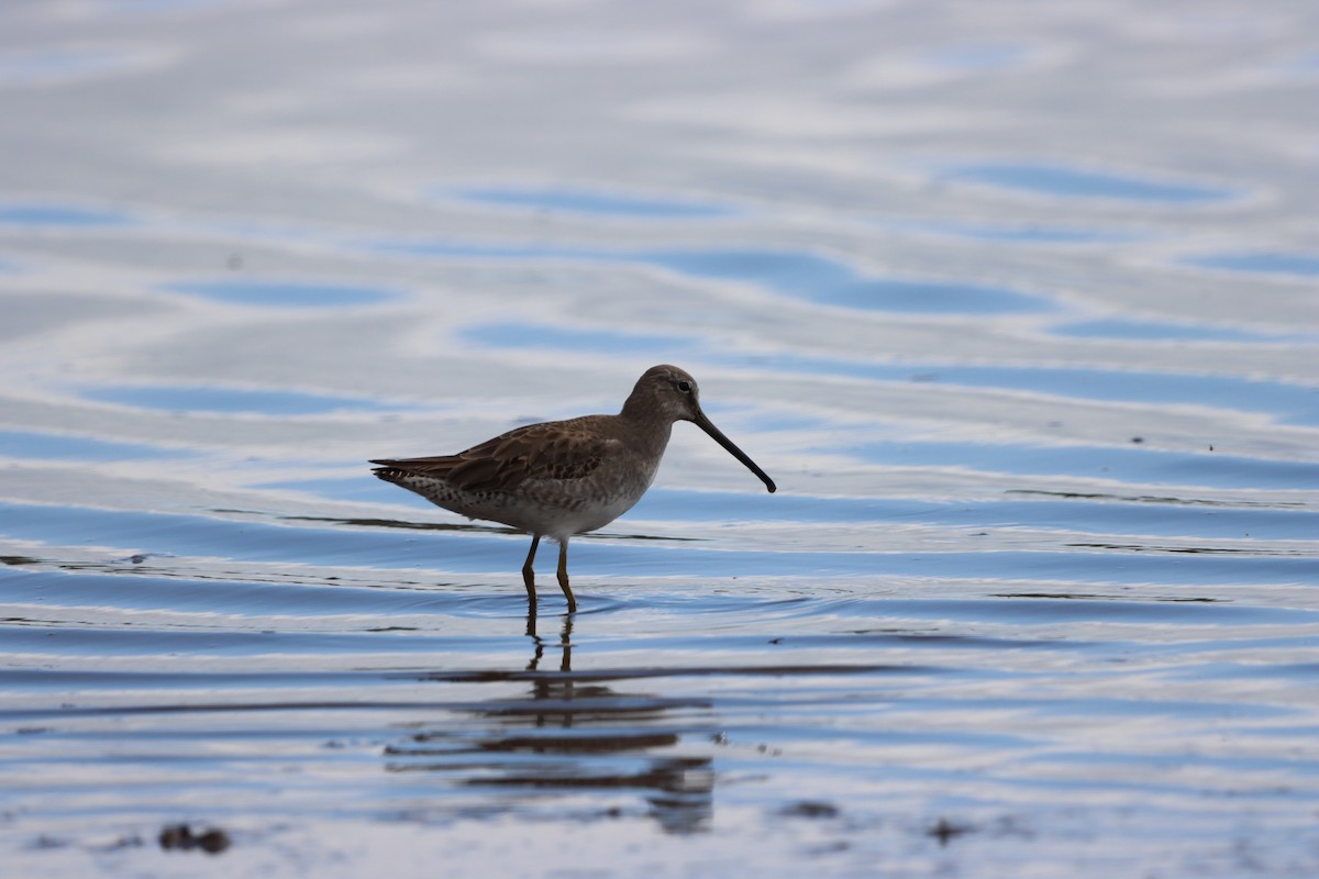 Long-billed Dowitcher - ML522475381