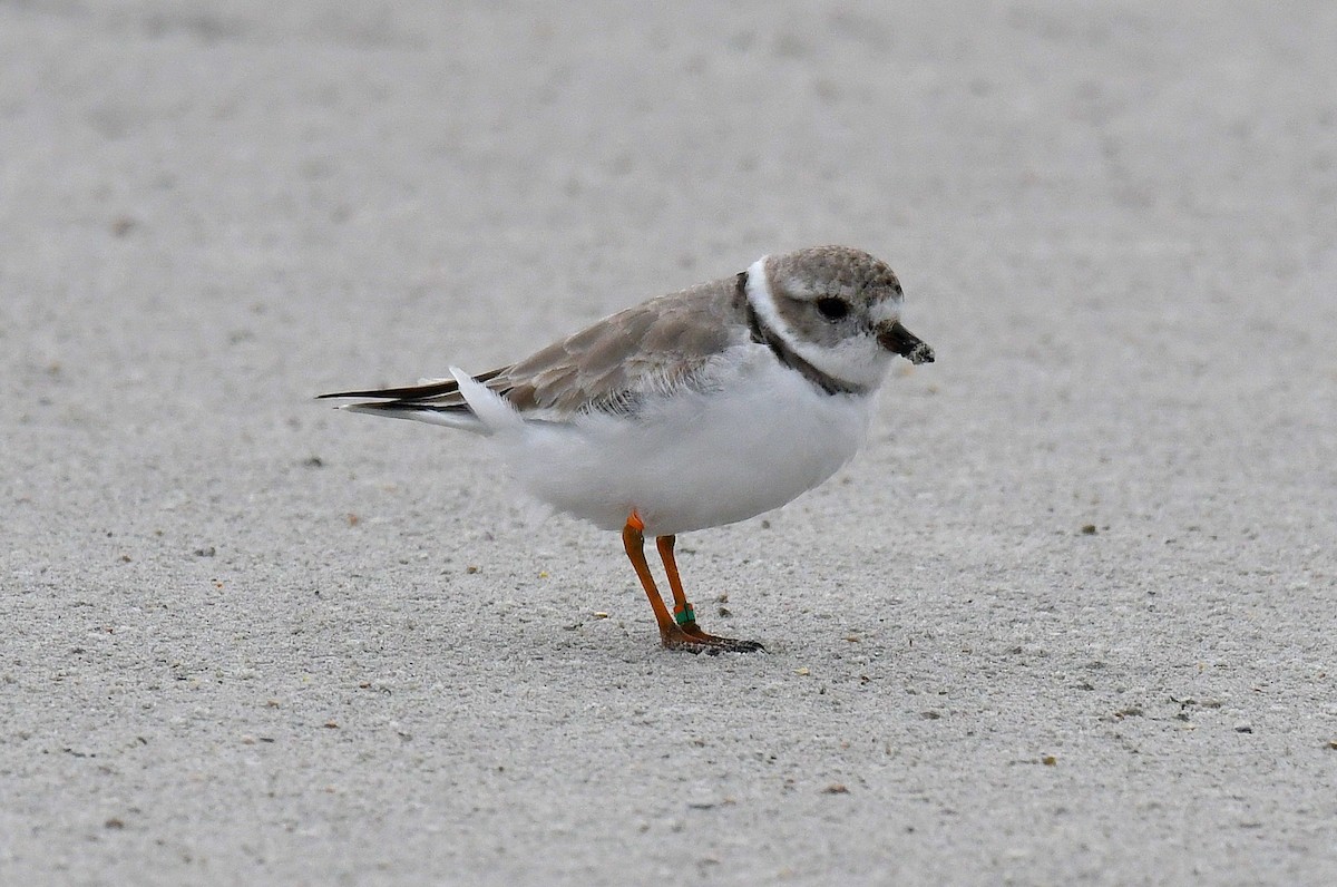 Piping Plover - ML52247821