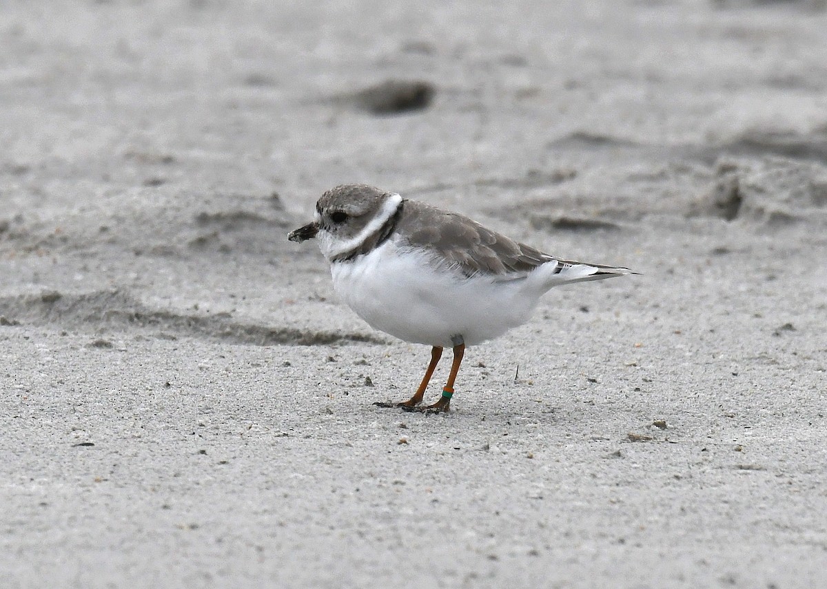 Piping Plover - ML52247831