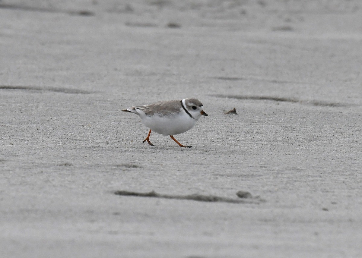 Piping Plover - ML52247841