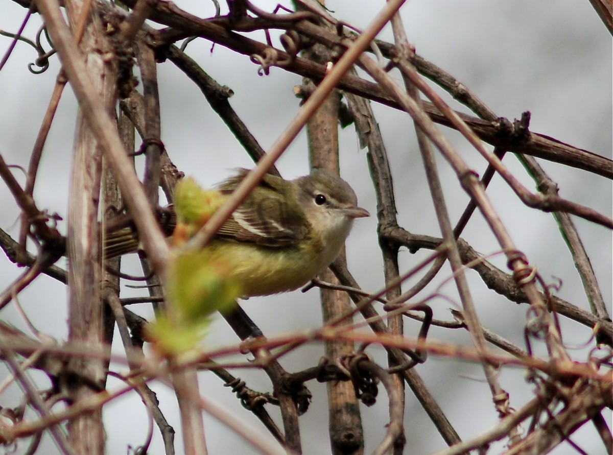 Bell's Vireo - Willie McHale