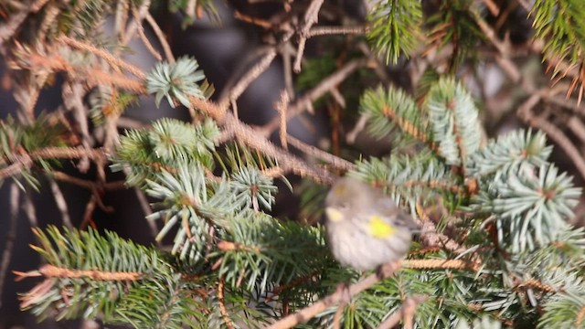 Yellow-rumped Warbler (Myrtle x Audubon's) - ML522486021