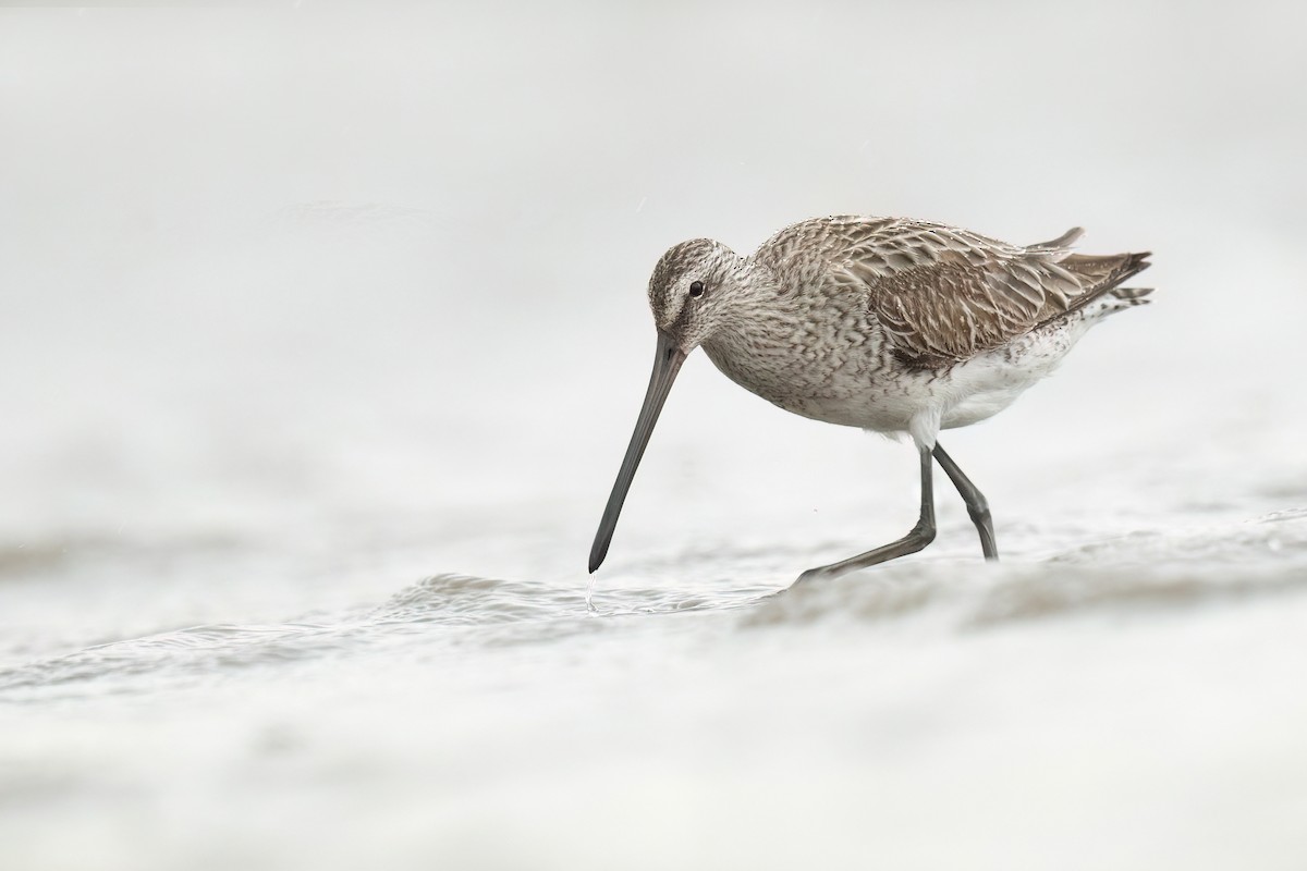 Asian Dowitcher - ML522486841
