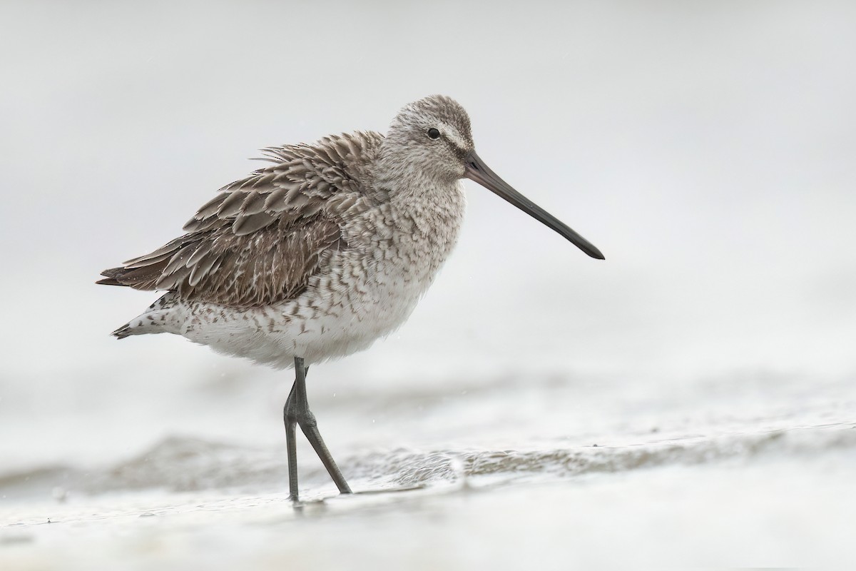 Asian Dowitcher - ML522486851