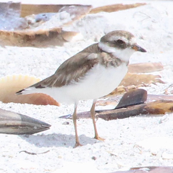 Semipalmated Plover - ML522490021