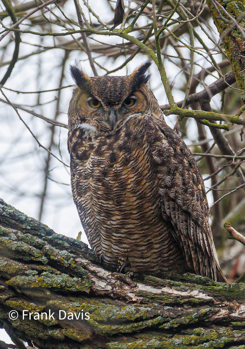 Great Horned Owl - ML522490361