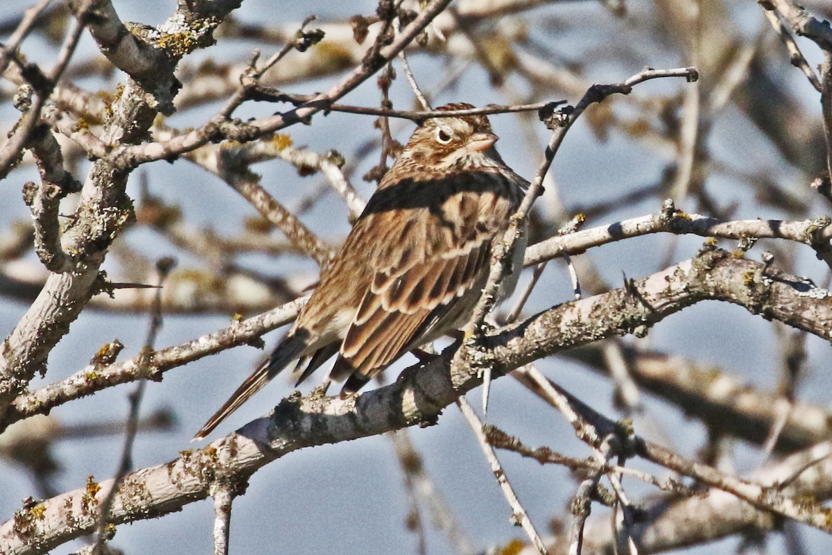 Vesper Sparrow - Galen  Stewart