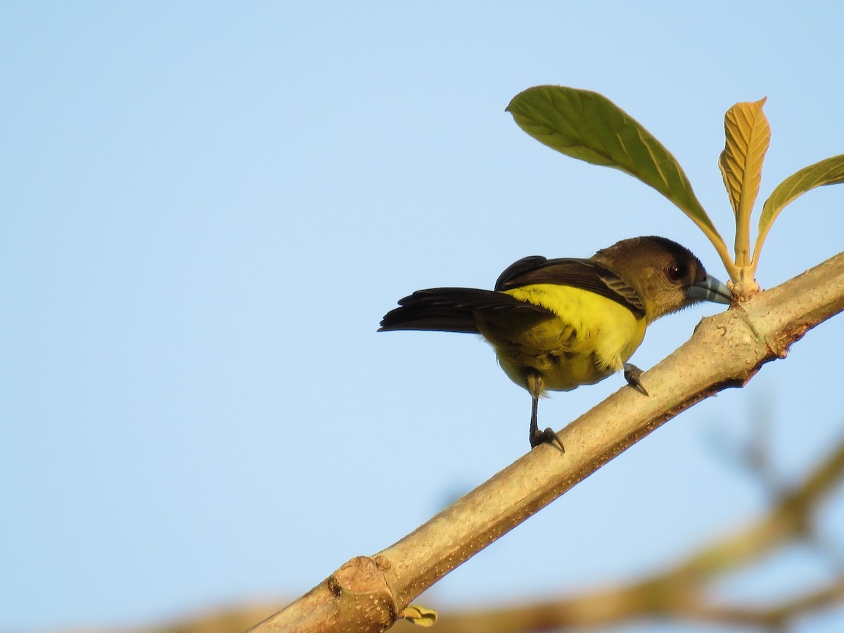 Flame-rumped Tanager - ML52249351