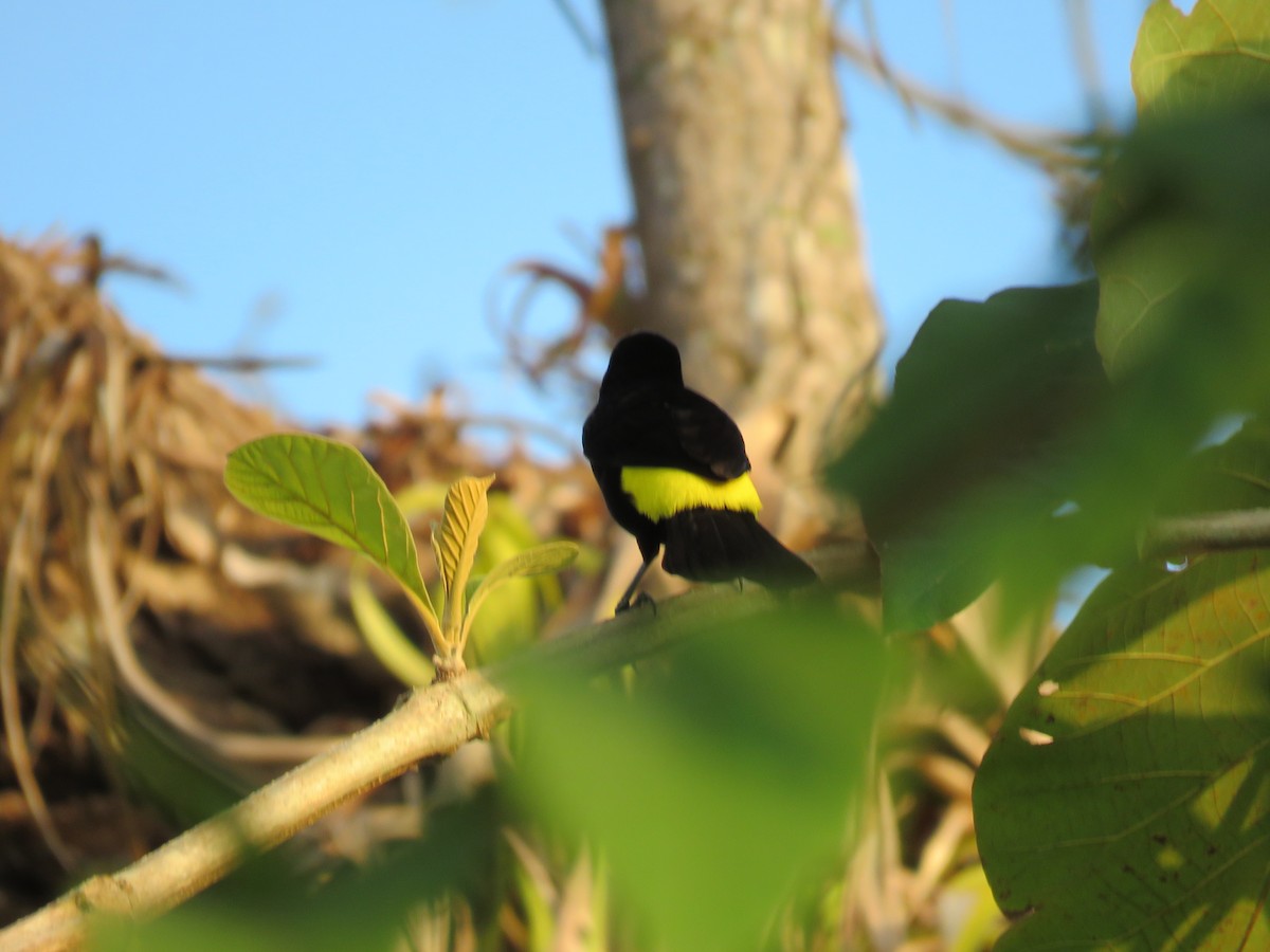 Flame-rumped Tanager - ML52249371