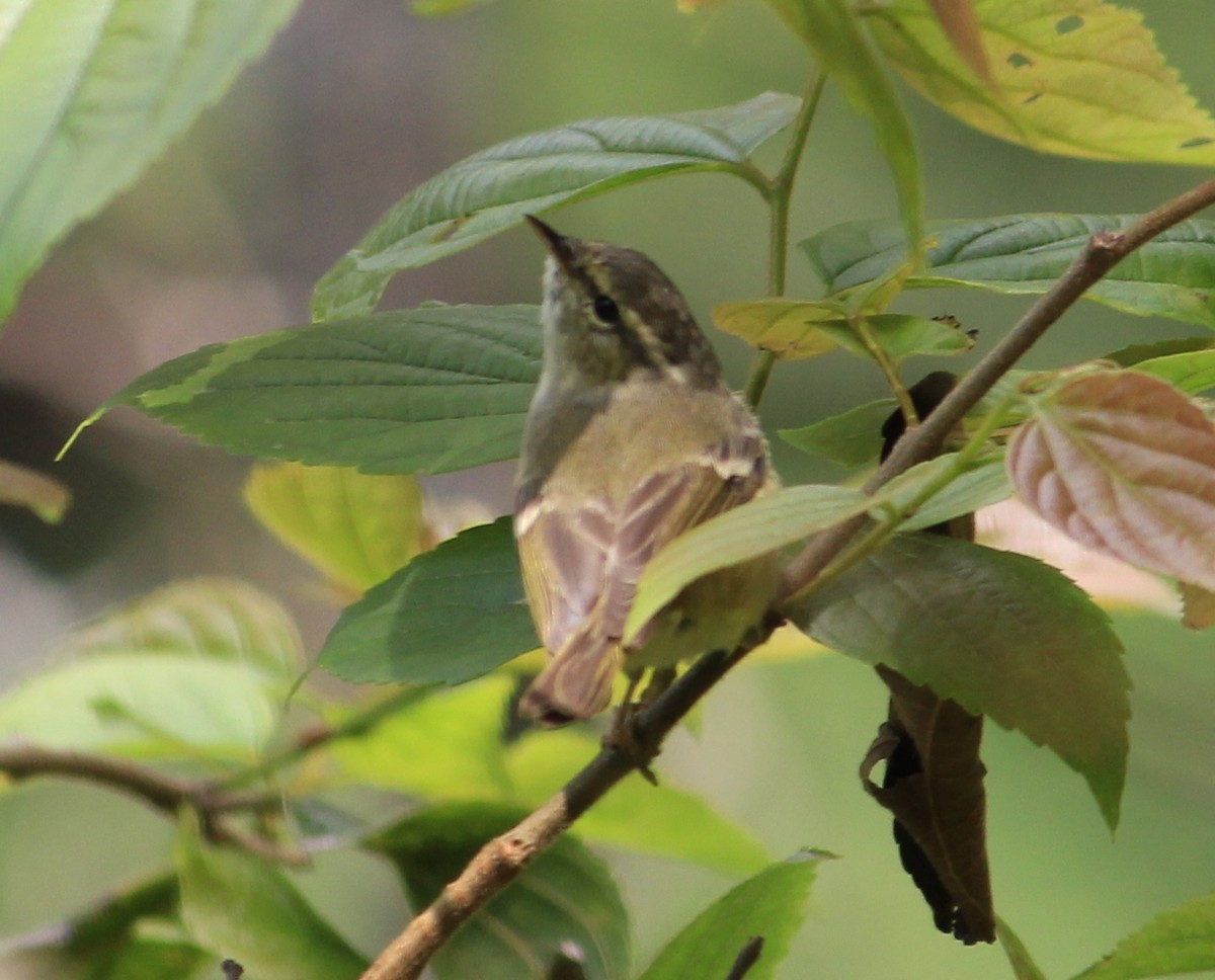 Hume's Warbler - Syed Muzamil