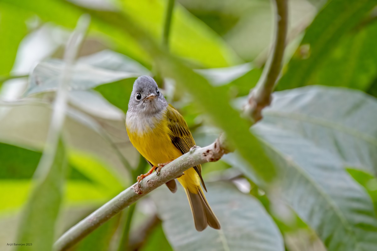 Gray-headed Canary-Flycatcher - ML522494521