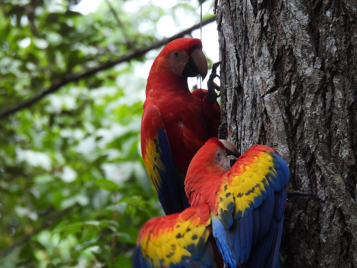Scarlet Macaw - ML522494791