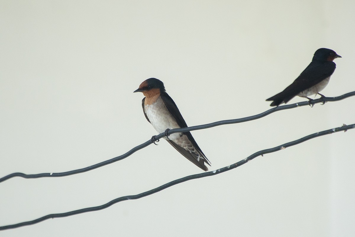 Pacific Swallow (Pacific) - Miguel Rouco