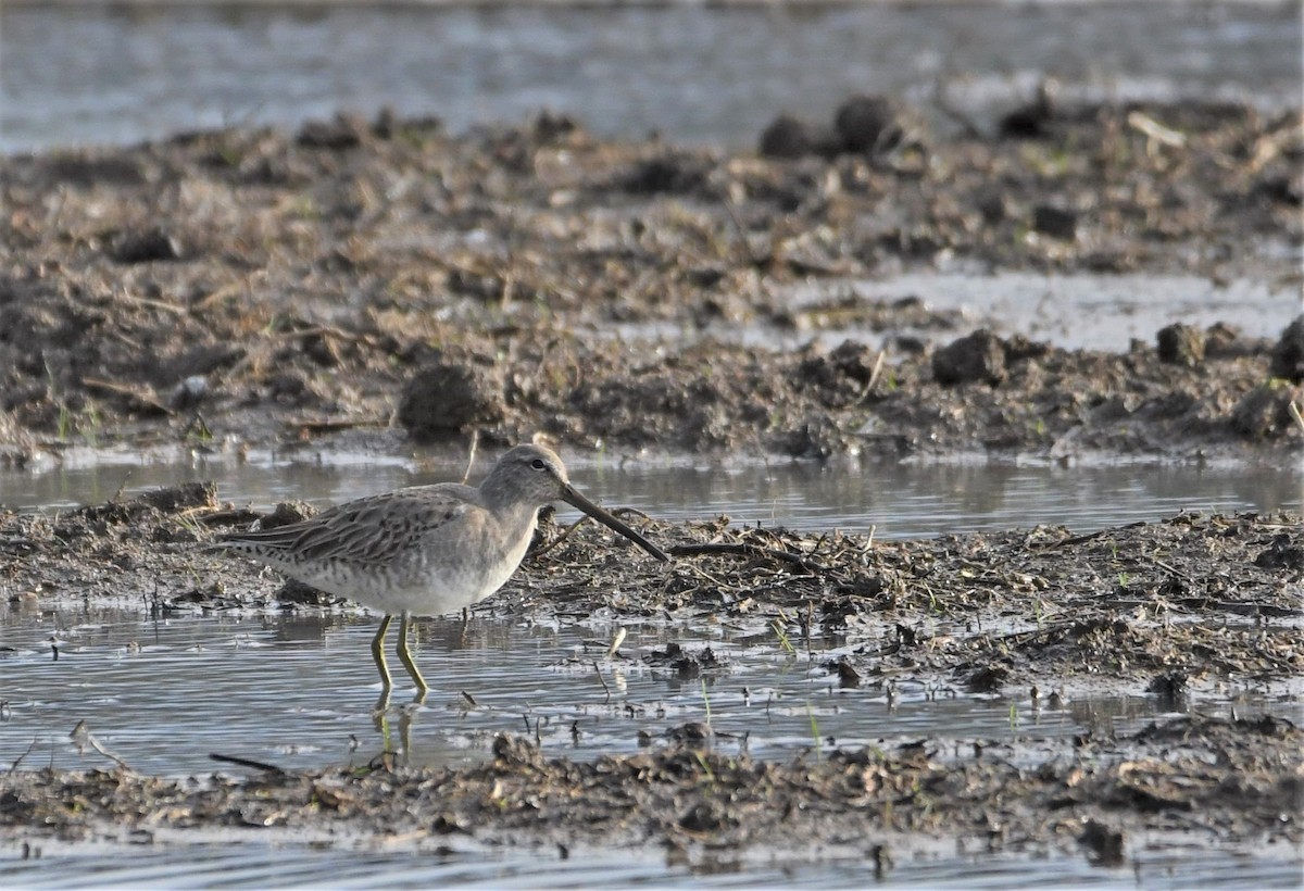 Long-billed Dowitcher - ML522498331