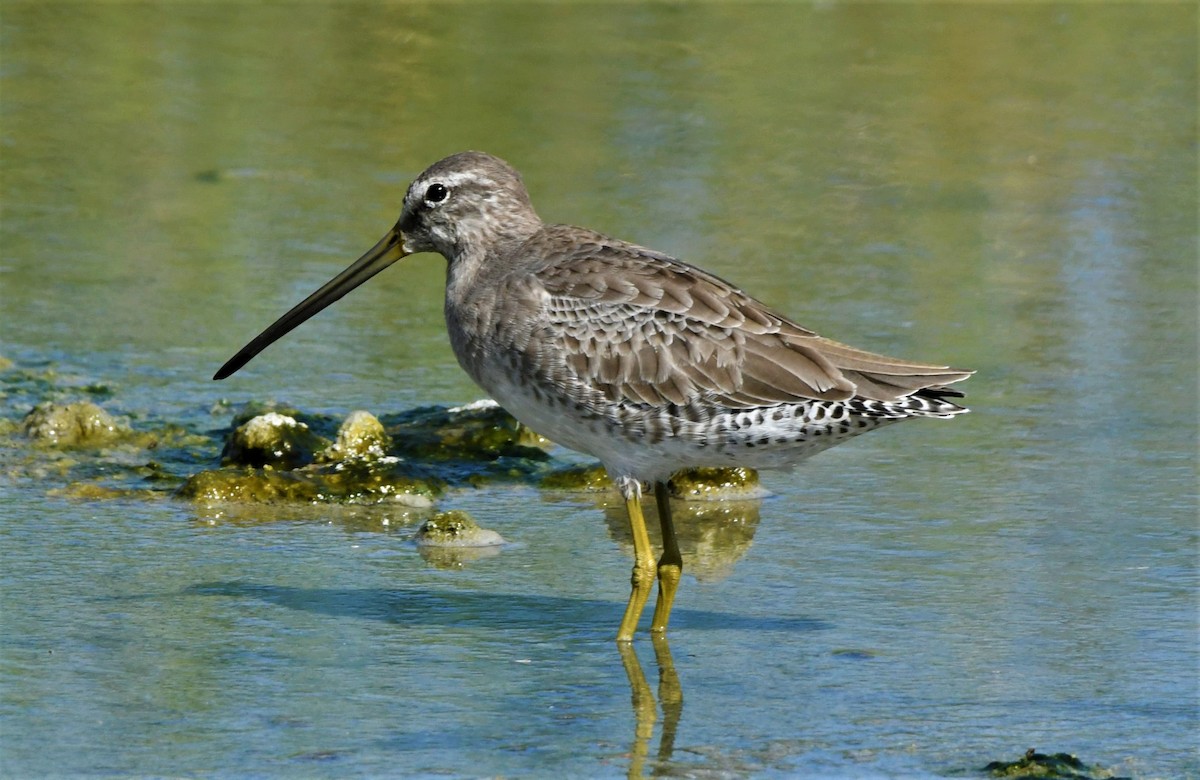 Long-billed Dowitcher - ML522501041