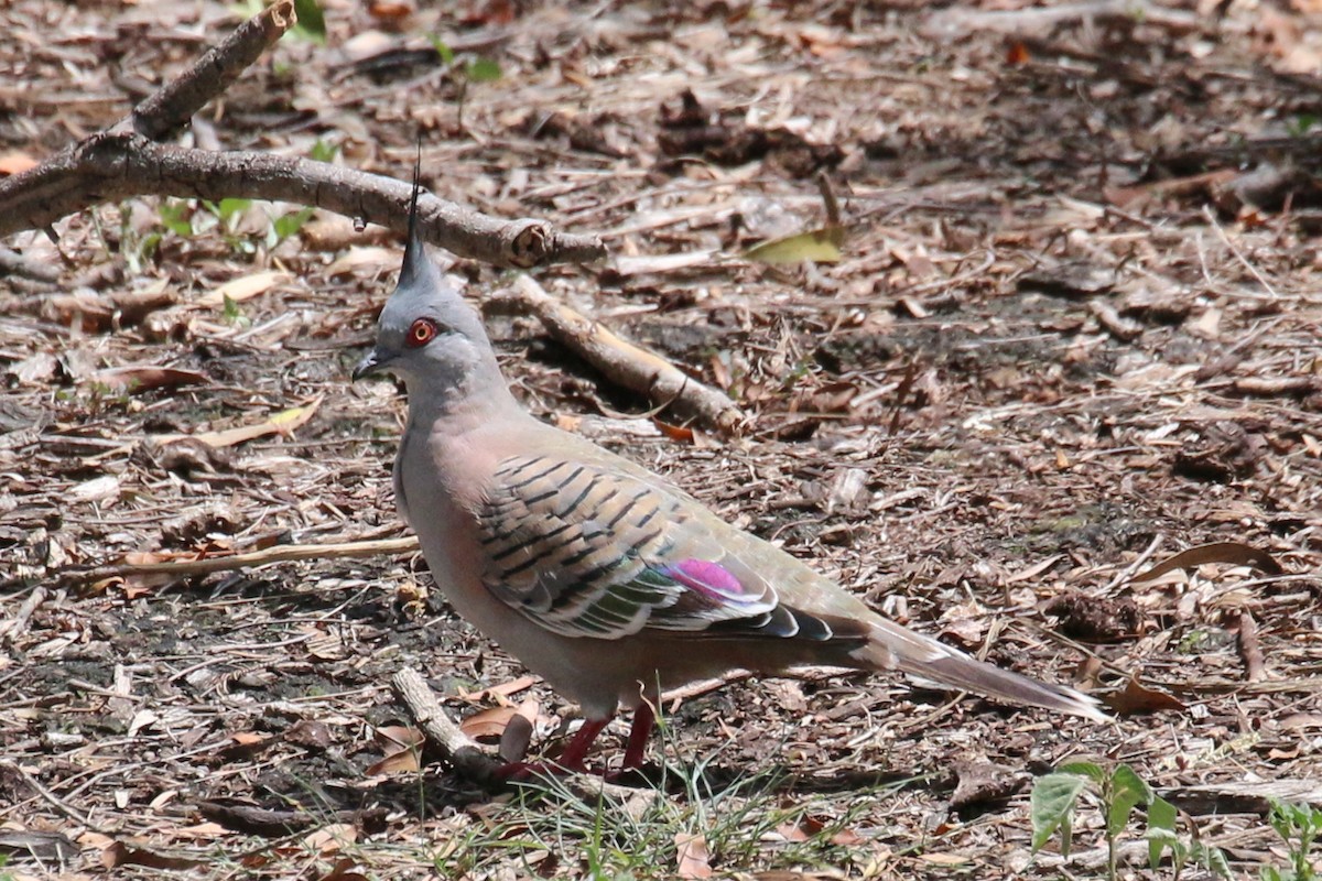 Crested Pigeon - Leith Woodall