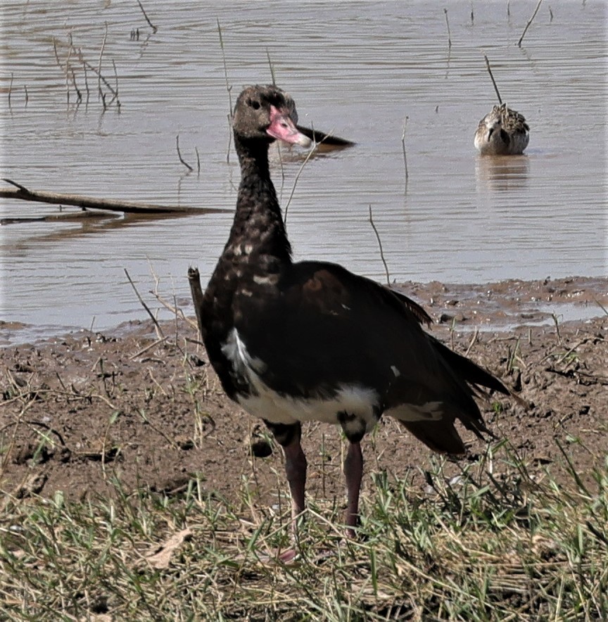 Spur-winged Goose (Northern) - ML522511421