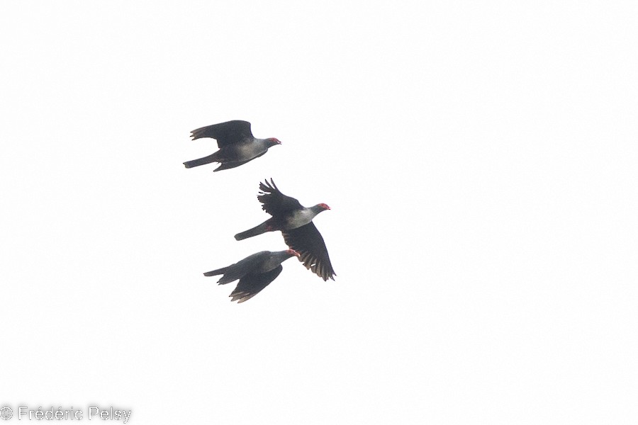 holub tmavohlavý - ML522512901