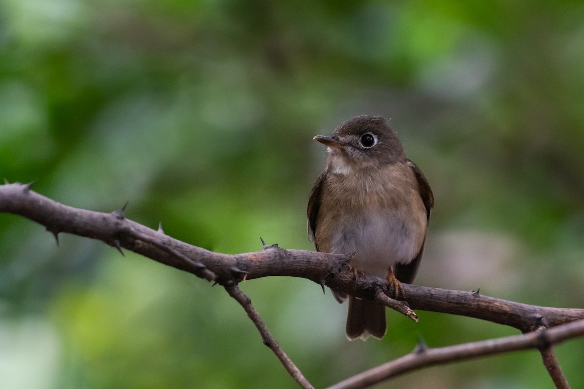 Brown-breasted Flycatcher - ML522514751