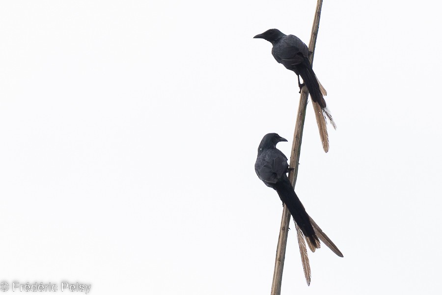Long-tailed Starling - ML522515271
