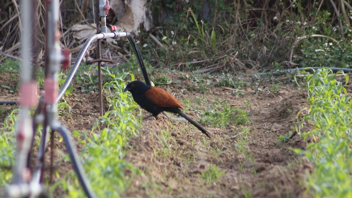 Greater Coucal - ML522524831