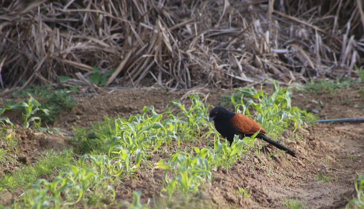 Greater Coucal - ML522525121