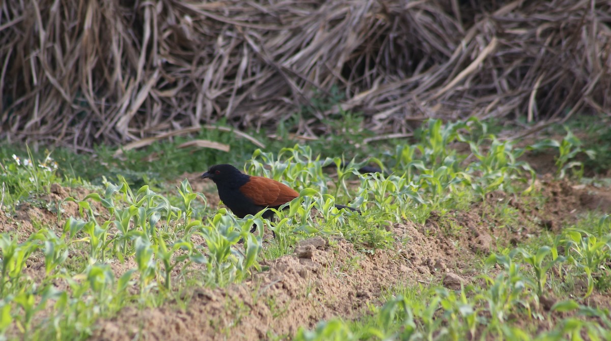 Greater Coucal - CHIOU 邱 PO-YING 柏瑩