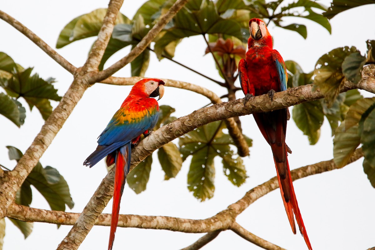Scarlet Macaw - ML522525961