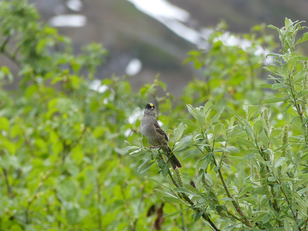 Golden-crowned Sparrow - ML522526101