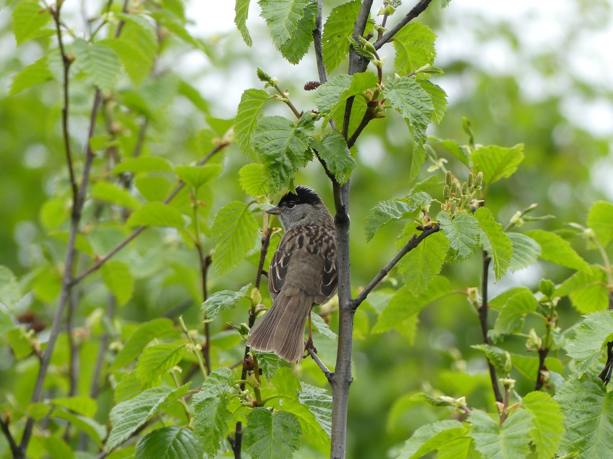 Golden-crowned Sparrow - ML522526111