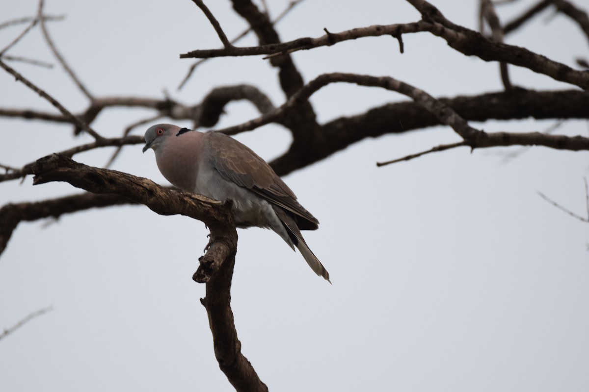 Mourning Collared-Dove - ML52252731